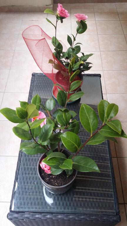 קטאניה B&B Casa Valeria חדר תמונה